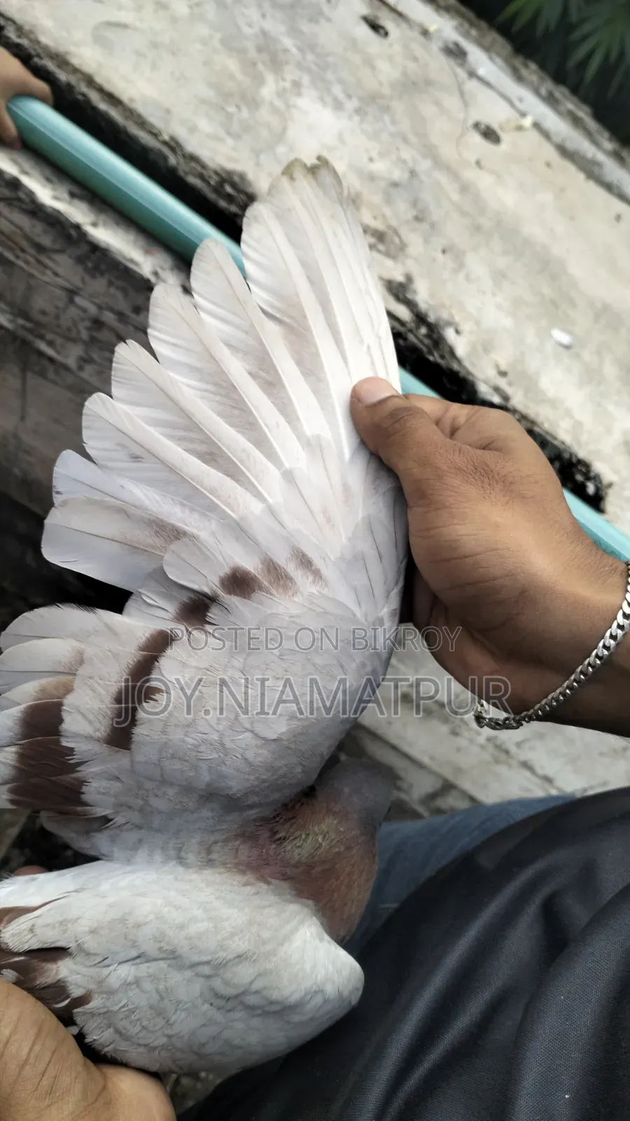 Good for flying native male pigeon