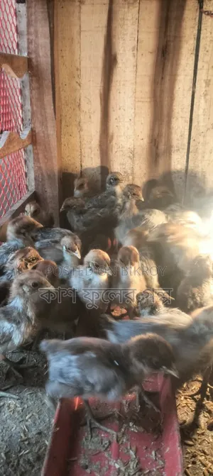 Original Egyptian Fayoumi Chicks