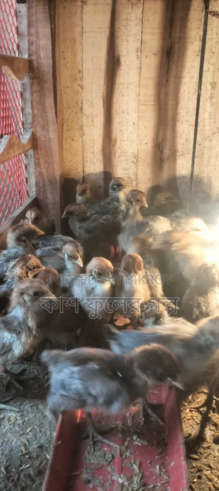 Original Egyptian Fayoumi Chicks