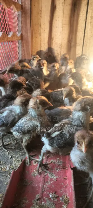 Original Egyptian Fayoumi Chicks