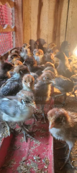 Original Egyptian Fayoumi Chicks