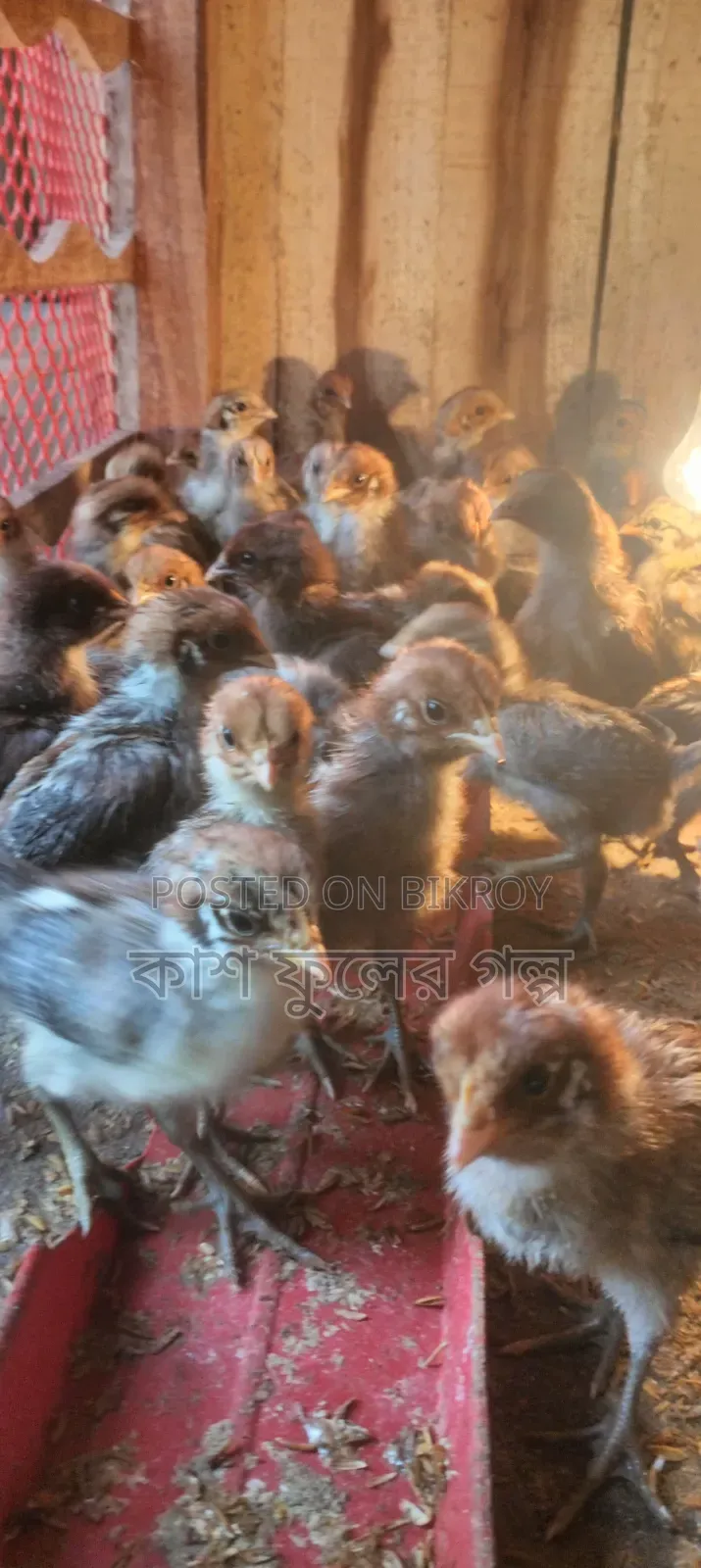Original Egyptian Fayoumi Chicks