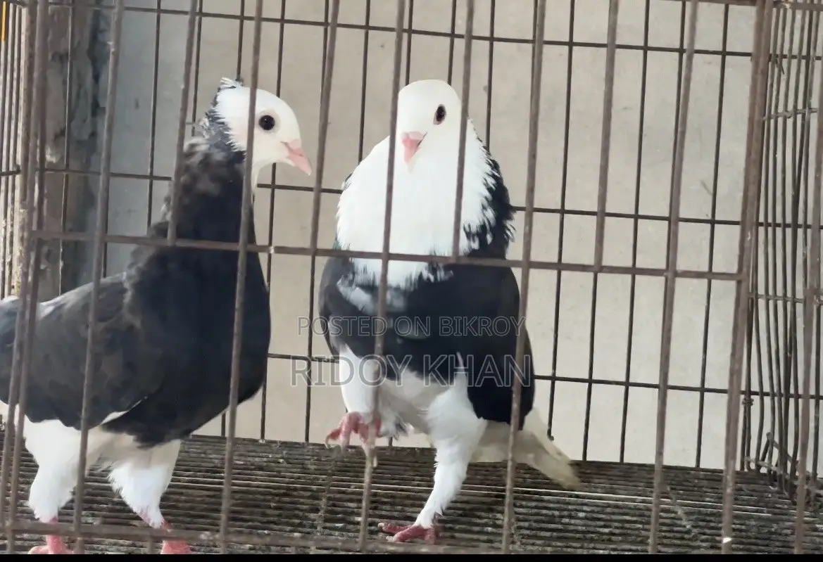 Black Gorra Pigeon