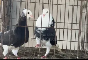 Black Gorra Pigeon