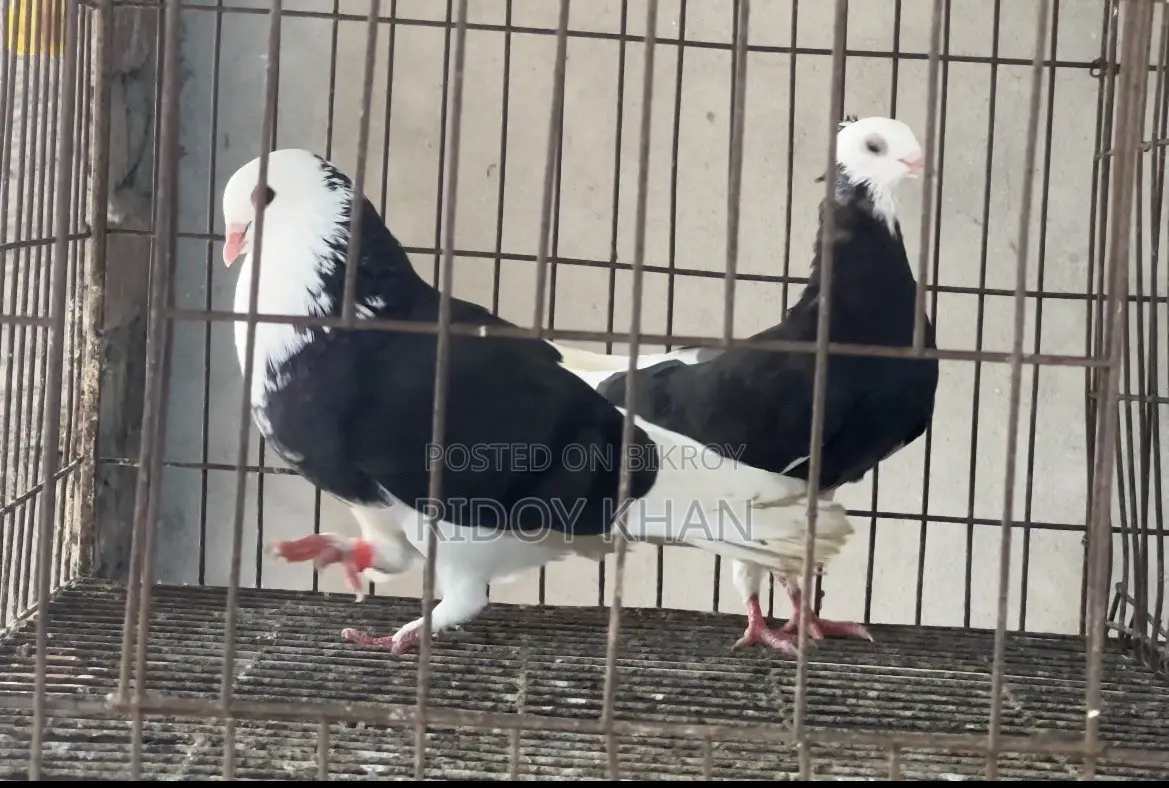 Black Gorra Pigeon