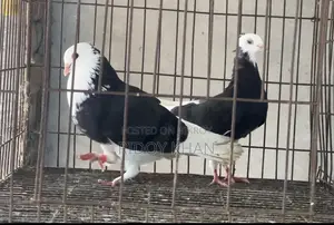 Black Gorra Pigeon
