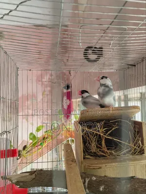 Java Bird Java Bird 1 Pair