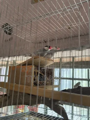 Java Bird Java Bird 1 Pair