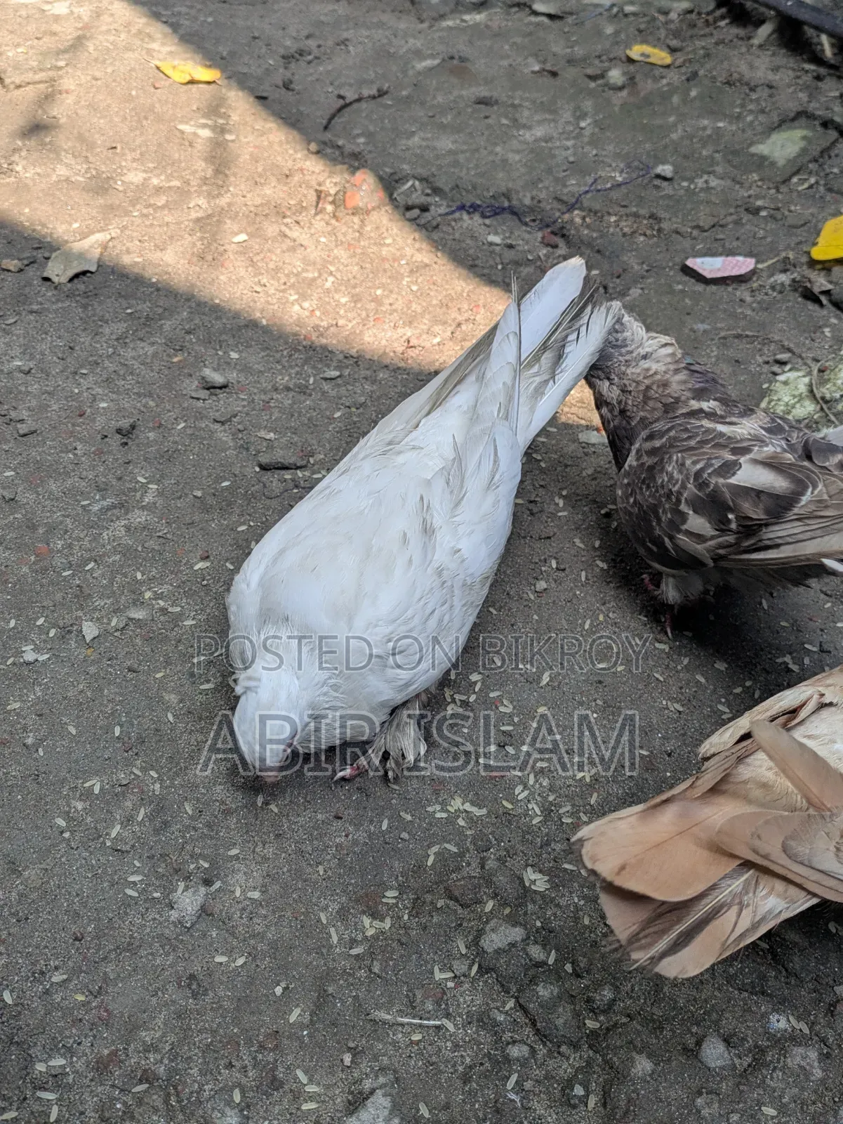 Pigeon Sell Roza 480 Taka