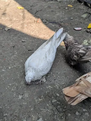 Pigeon Sell Roza 480 Taka