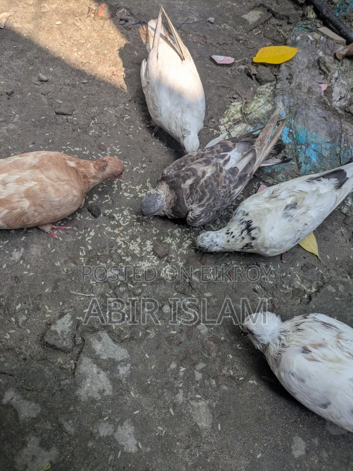 Pigeon Sell Roza 480 Taka