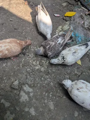 Pigeon Sell Roza 480 Taka