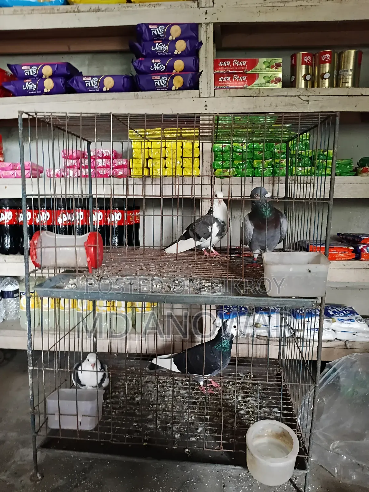 Good quality pigeons and pigeon coops for sale at low prices