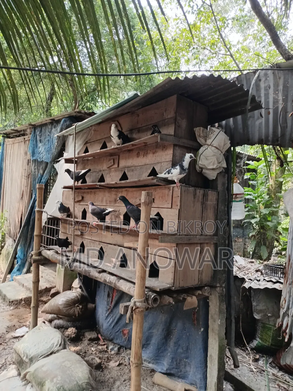 Good quality pigeons and pigeon coops for sale at low prices