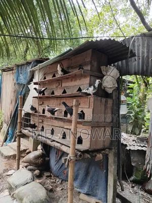 Good quality pigeons and pigeon coops for sale at low prices