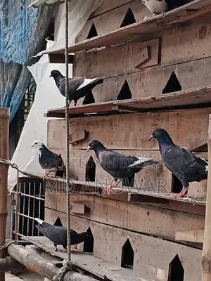 Good quality pigeons and pigeon coops for sale at low prices