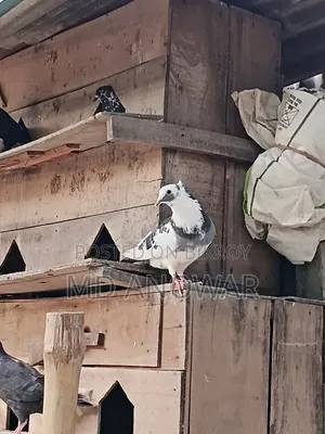 Good quality pigeons and pigeon coops for sale at low prices