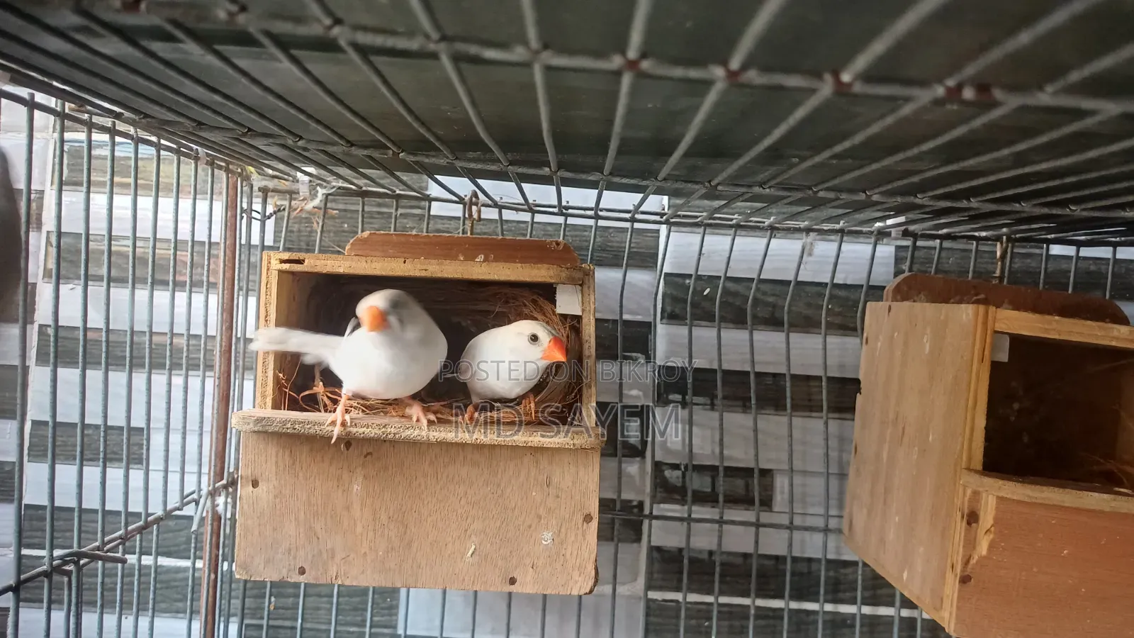 Snow White Finch