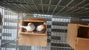 Snow White Finch