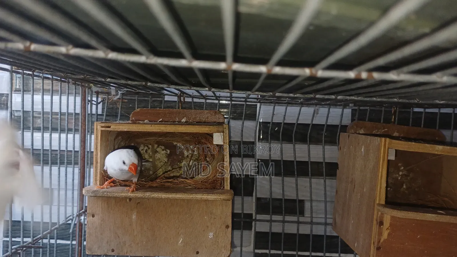 Snow White Finch