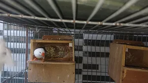 Snow White Finch