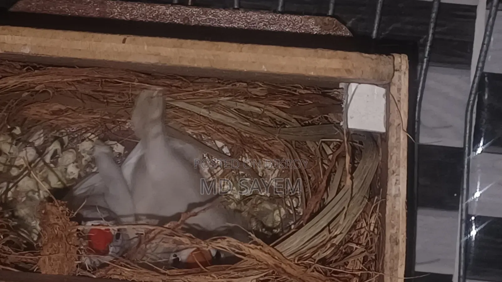 Snow White Finch