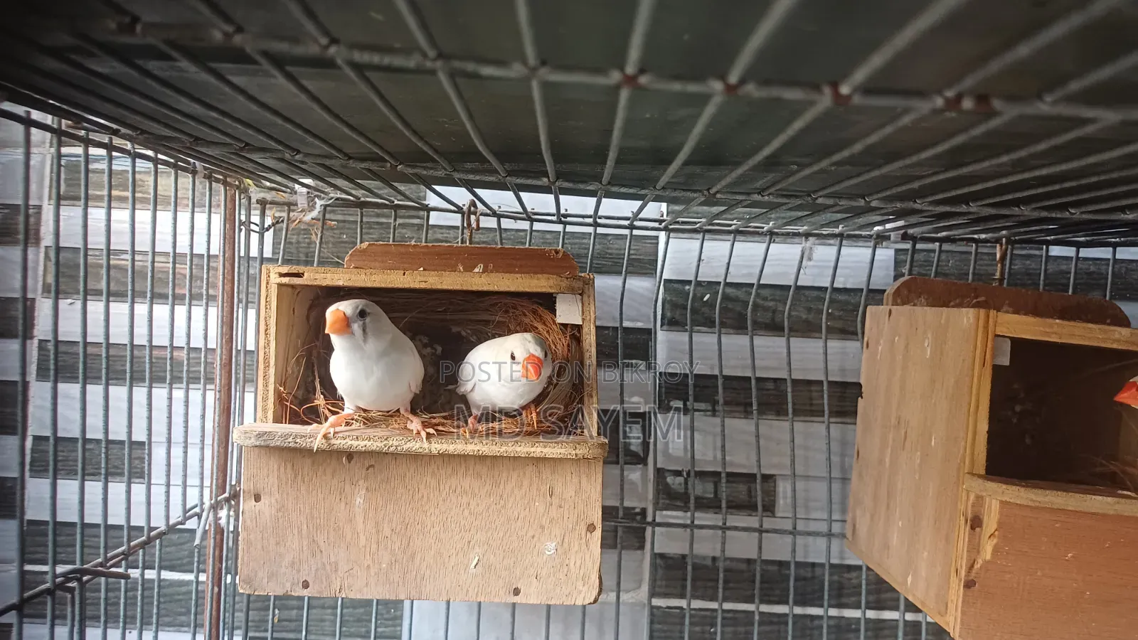 Snow White Finch