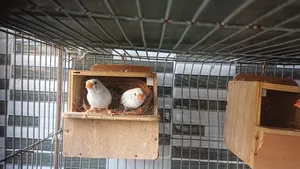Snow White Finch