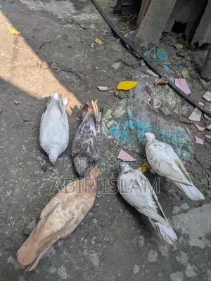 Pigeons for sale