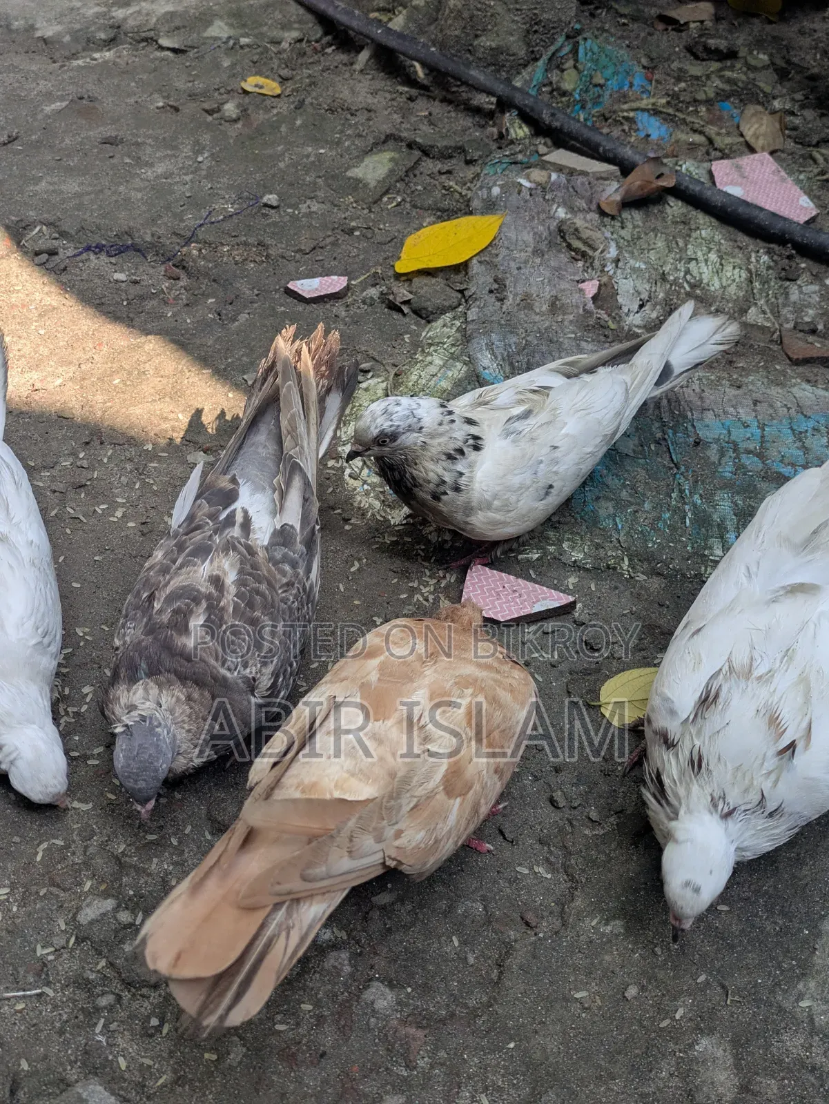 Pigeons for sale