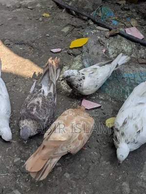 Pigeons for sale