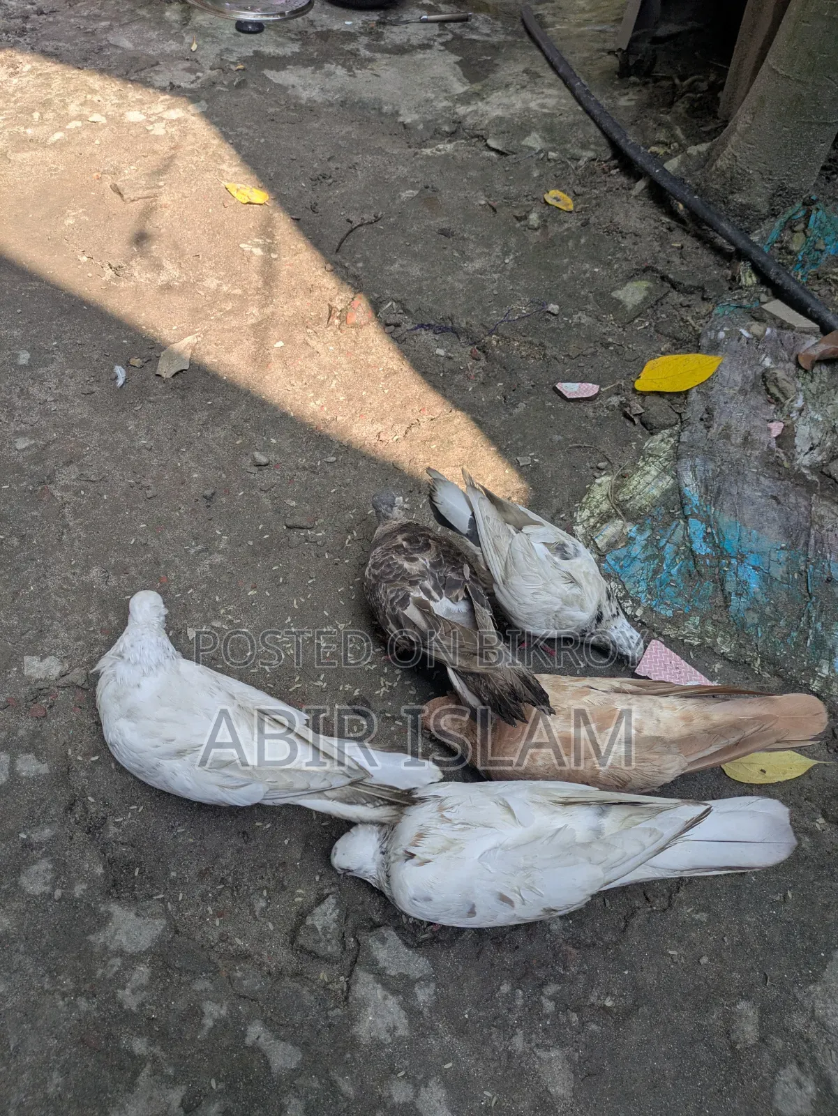 Pigeons for sale