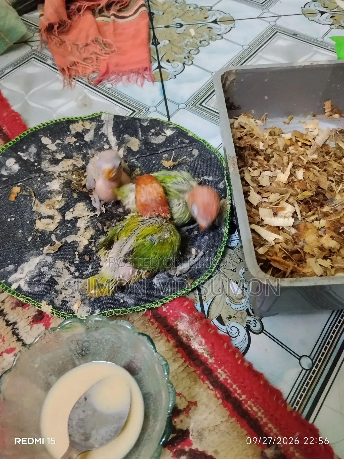 লাভ বার্ড টিম সাইজ বেবি