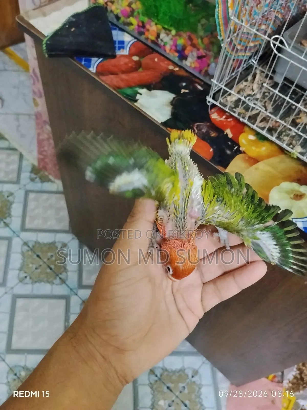 লাভ বার্ড টিম সাইজ বেবি