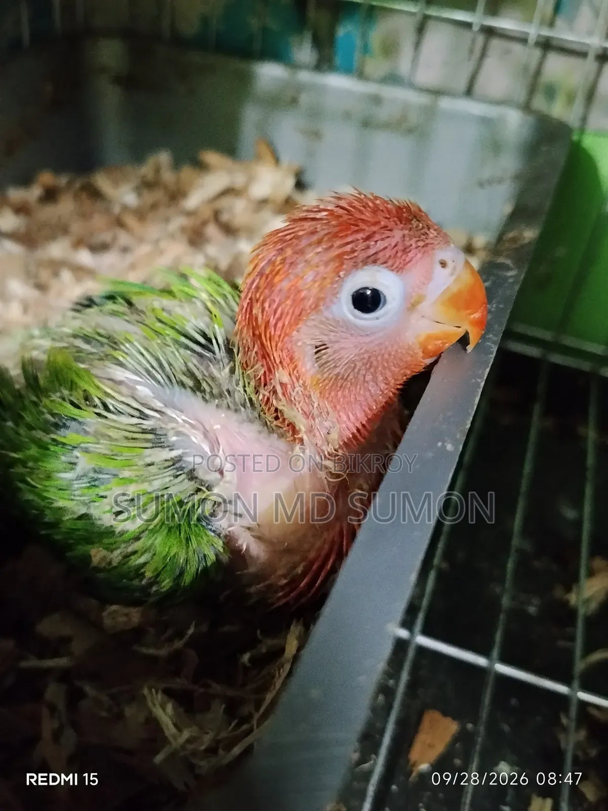 লাভ বার্ড টিম সাইজ বেবি