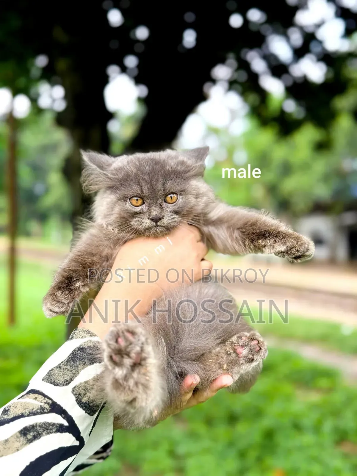1-3 months Male Purebred Persian