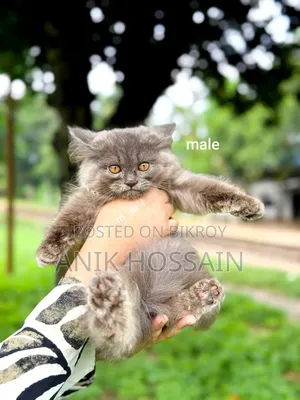 1-3 months Male Purebred Persian