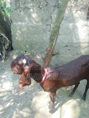 Totapuri Female Goat