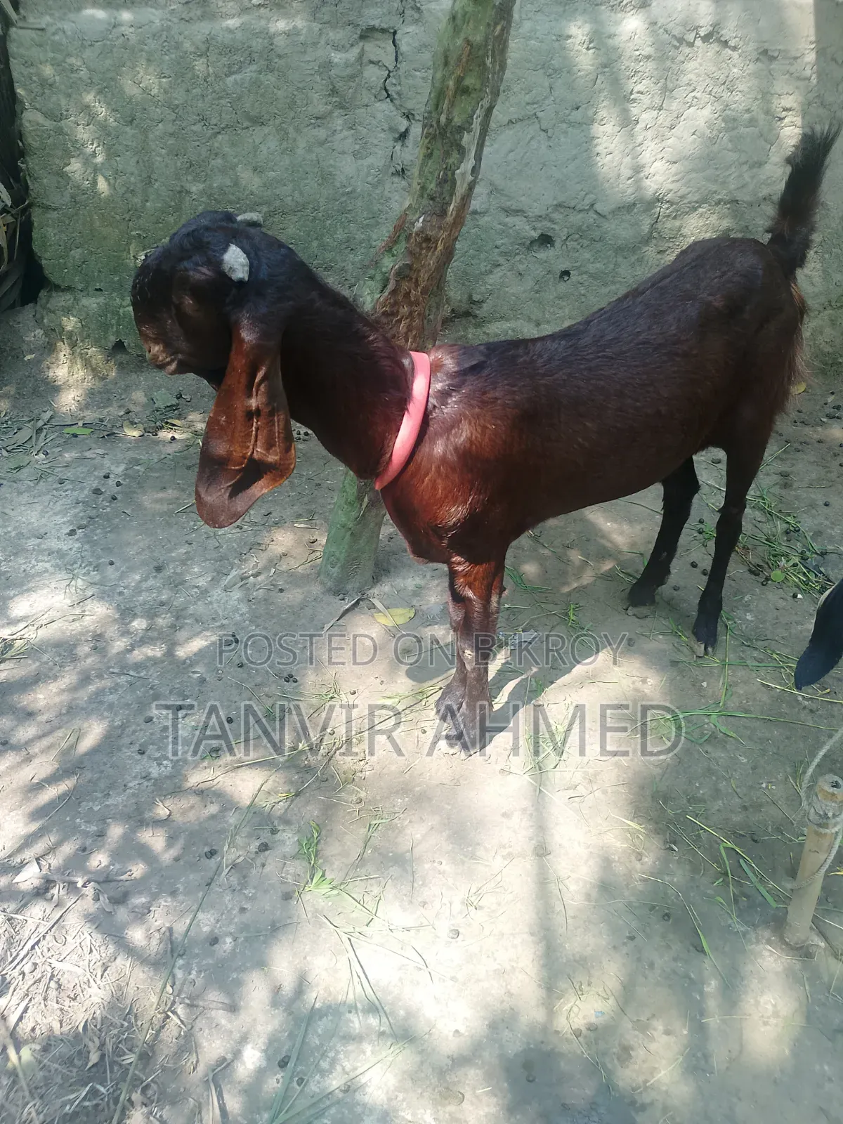 Totapuri Female Goat