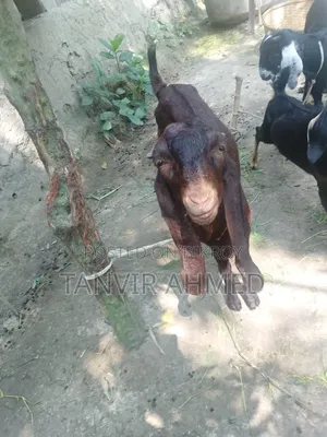 Totapuri Female Goat