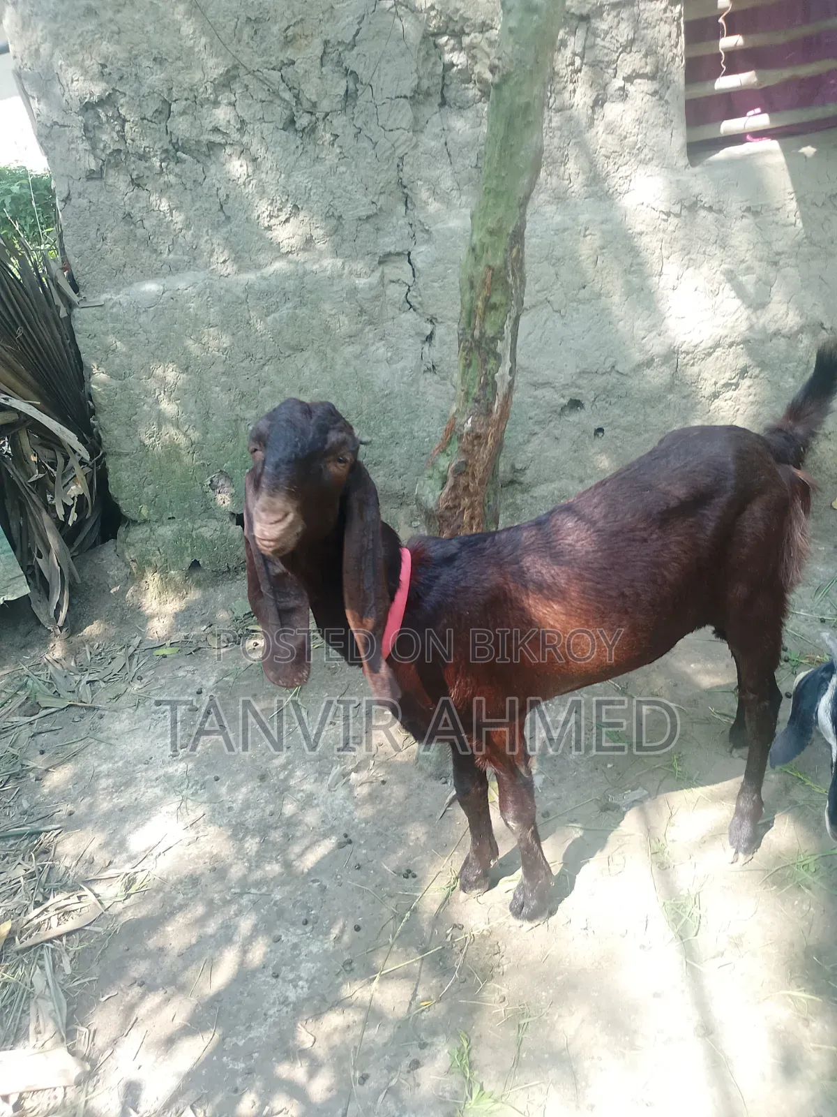 Totapuri Female Goat