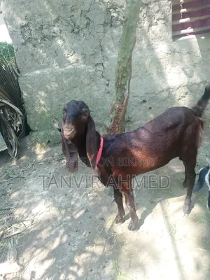 Totapuri Female Goat