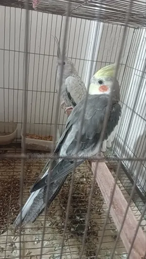 কোকাটেল এক জোড়া