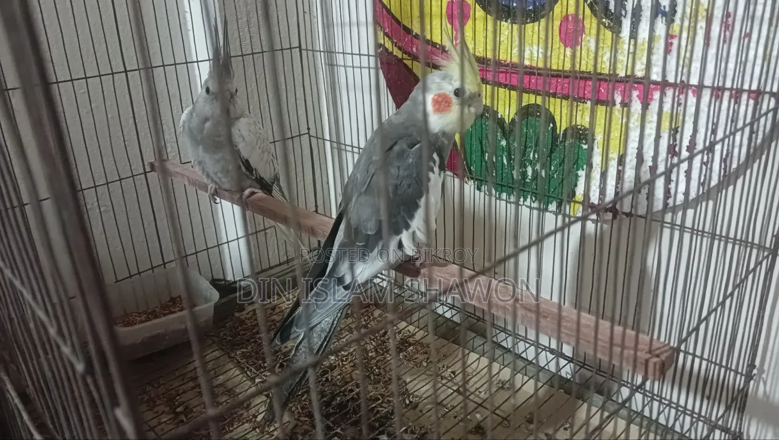 কোকাটেল এক জোড়া