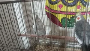 কোকাটেল এক জোড়া