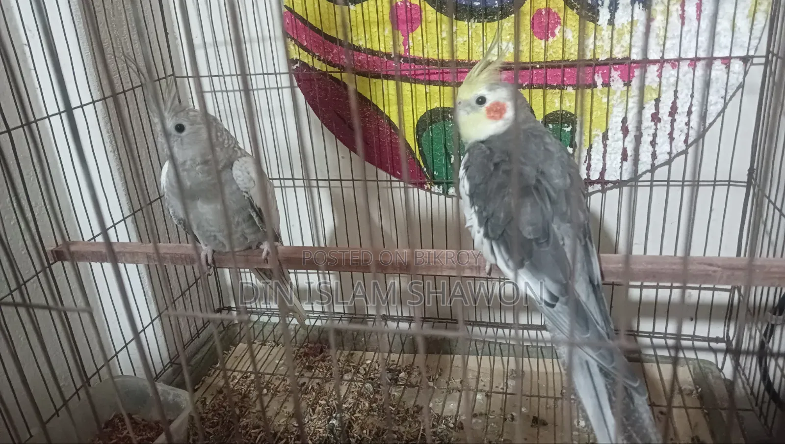 কোকাটেল এক জোড়া