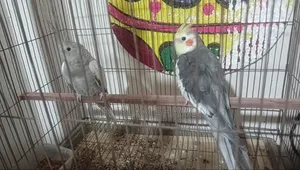 কোকাটেল এক জোড়া