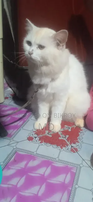 ১+ বছর বয়সী নারী পিওরব্রেড পার্সিয়ান