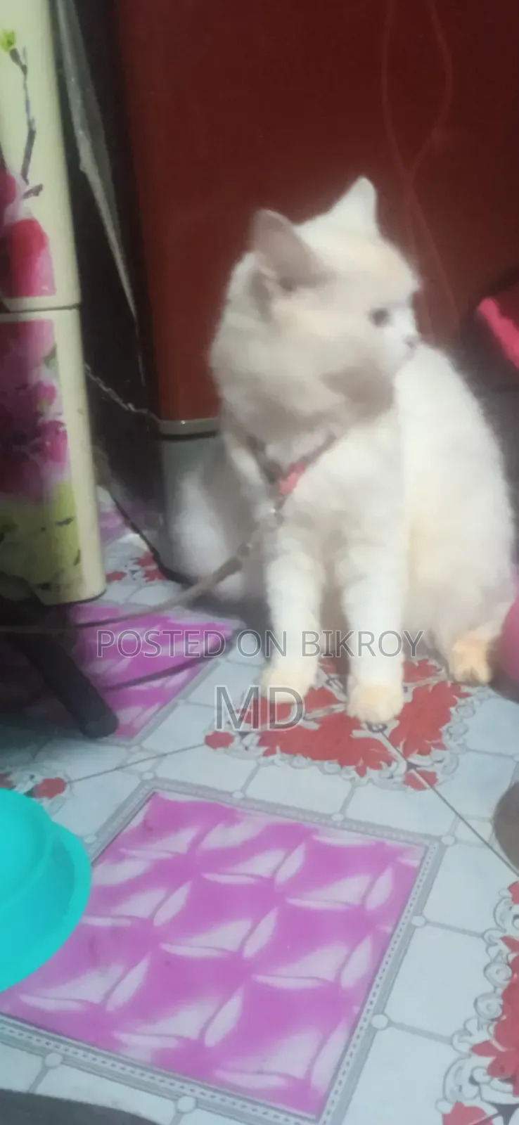 ১+ বছর বয়সী নারী পিওরব্রেড পার্সিয়ান