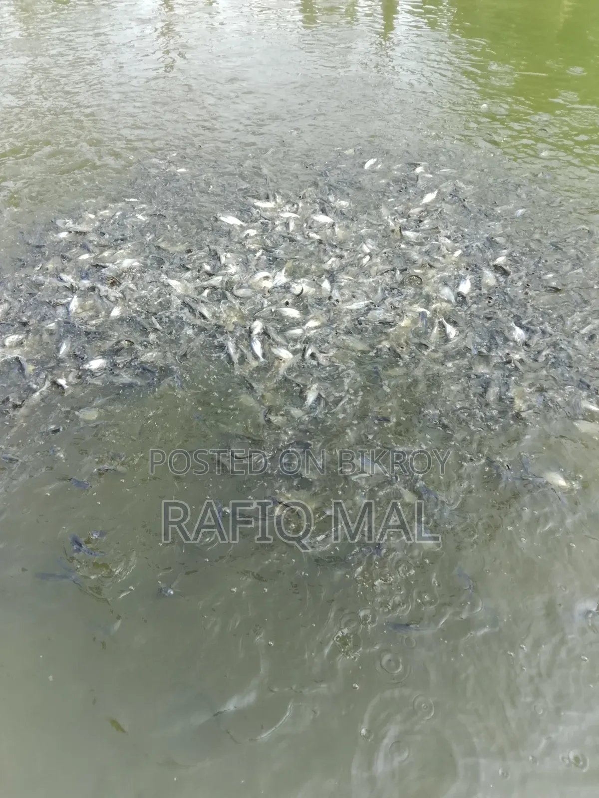 We have Pangasius fingerlings available. Md Rofit Mal